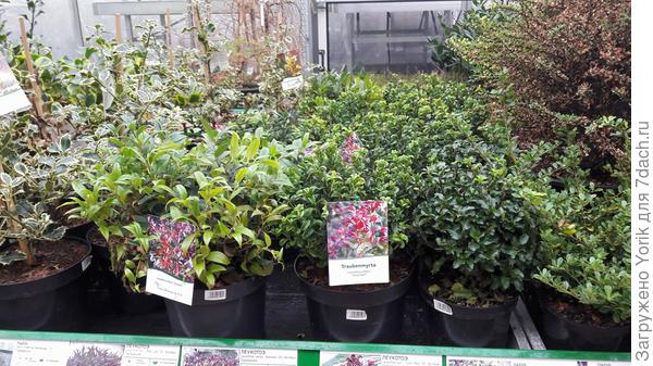 Несмотря на календарь растения продают