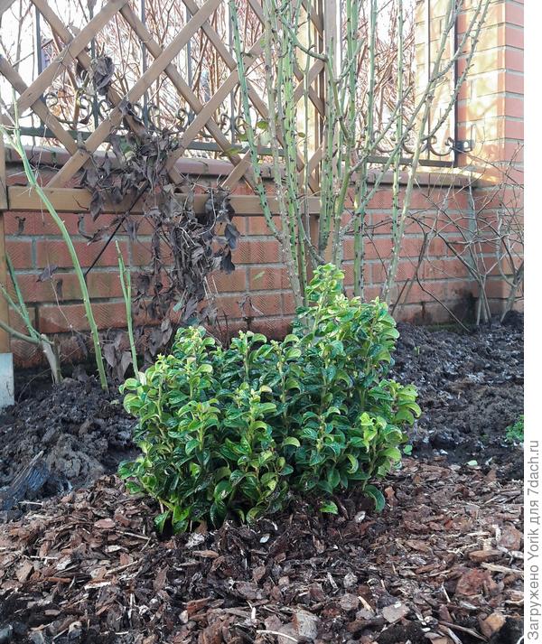 Дачный сезон открыт