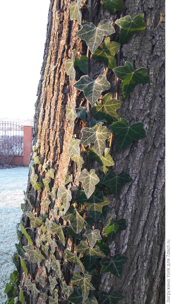 А плющ уже греется под первыми лучами солнца