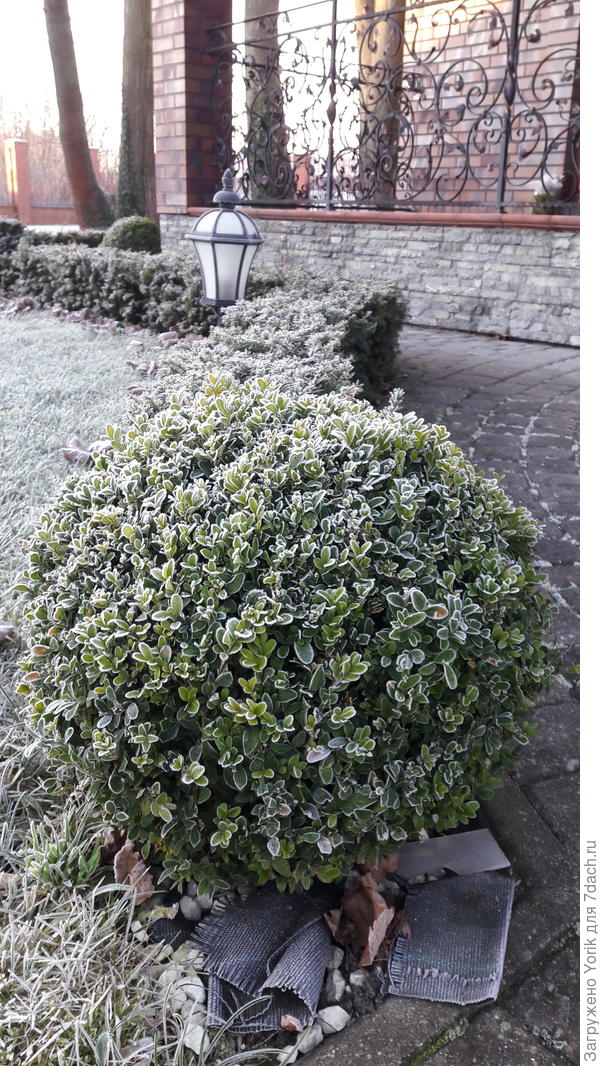 Самшит в инее (почти как клюква в шоколаде)