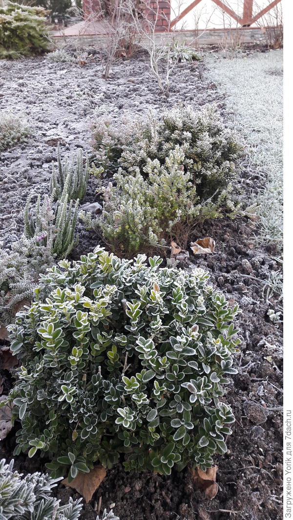 Самшит в инее часть вторая