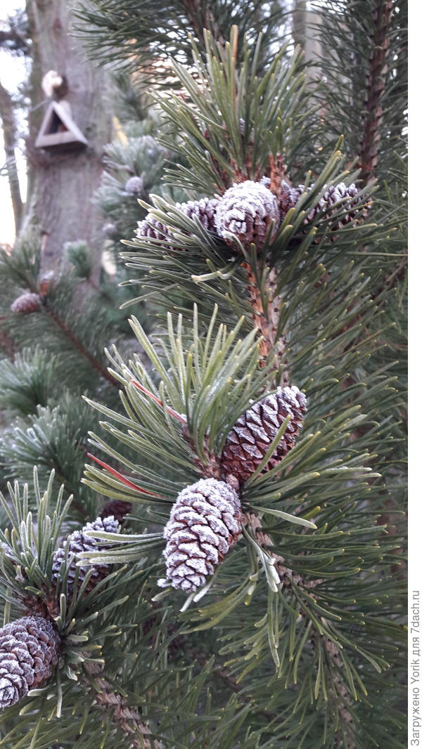 Шишки в "сахрной" пудре