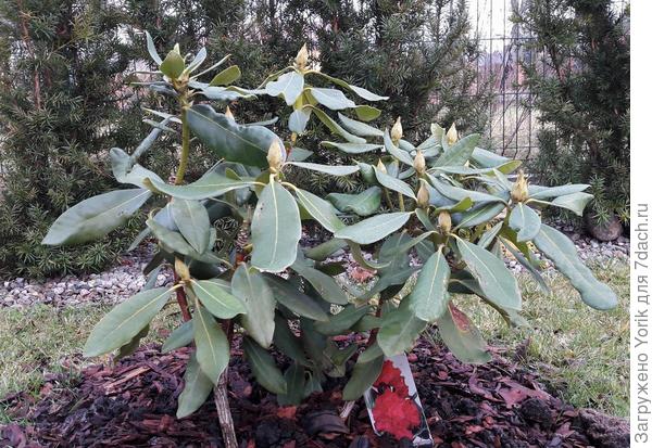 Рододендрон подготовился к зиме 10 ноября