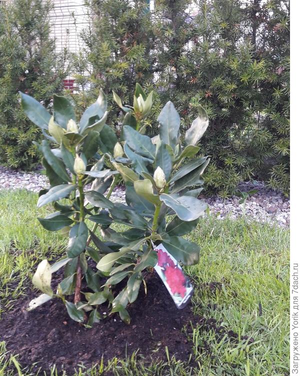 Рододендрон посажен 6 мая