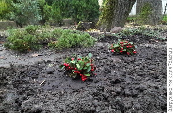 Вот один вид