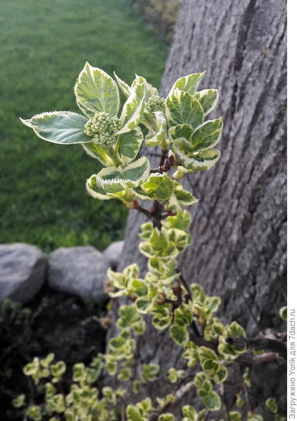 Черешковая гортензия решила, что пора просыпаться