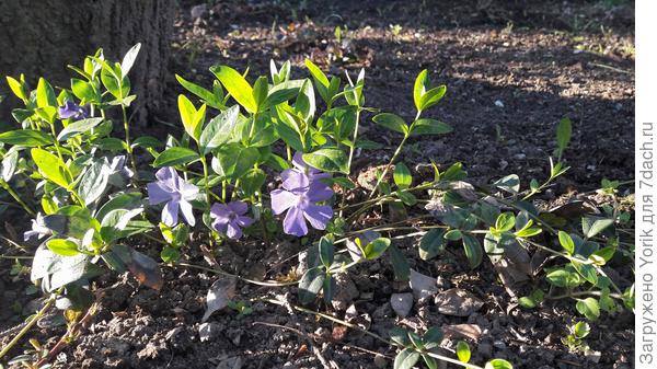 Уже зацвел барвинок