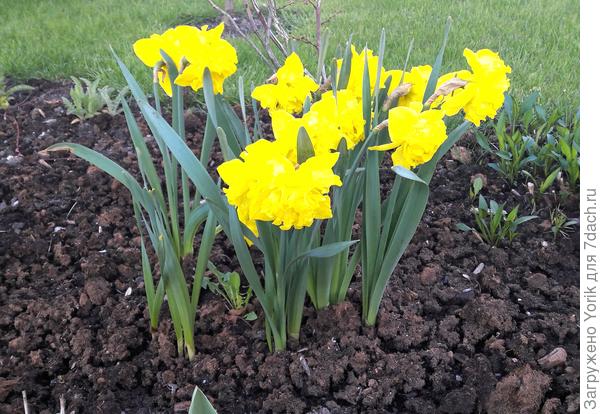 Ну и какая весна без нарциссов
