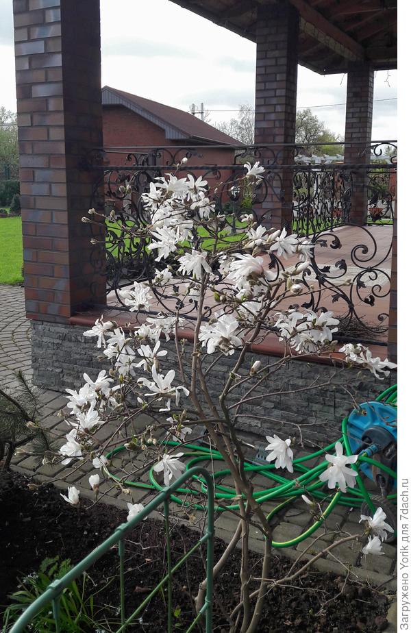 А это в противовес ярким нарциссам