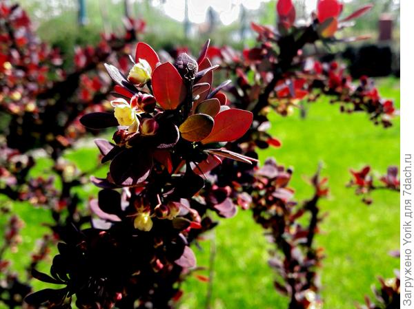 Уж очень яркая окраска листвы.