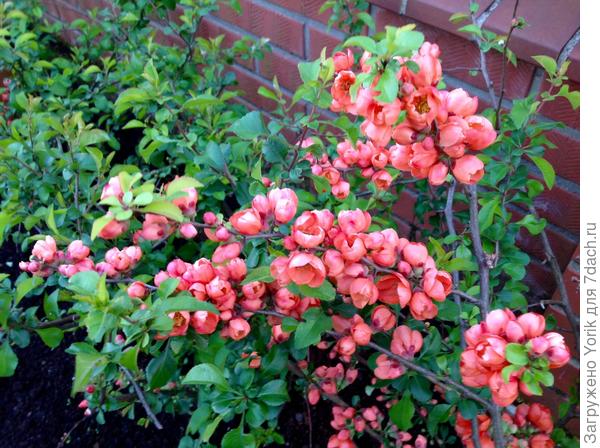 Вот они, судите сами