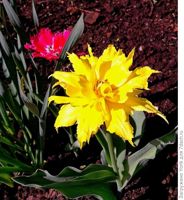 Тюльпан наконец  предстал во всей красе