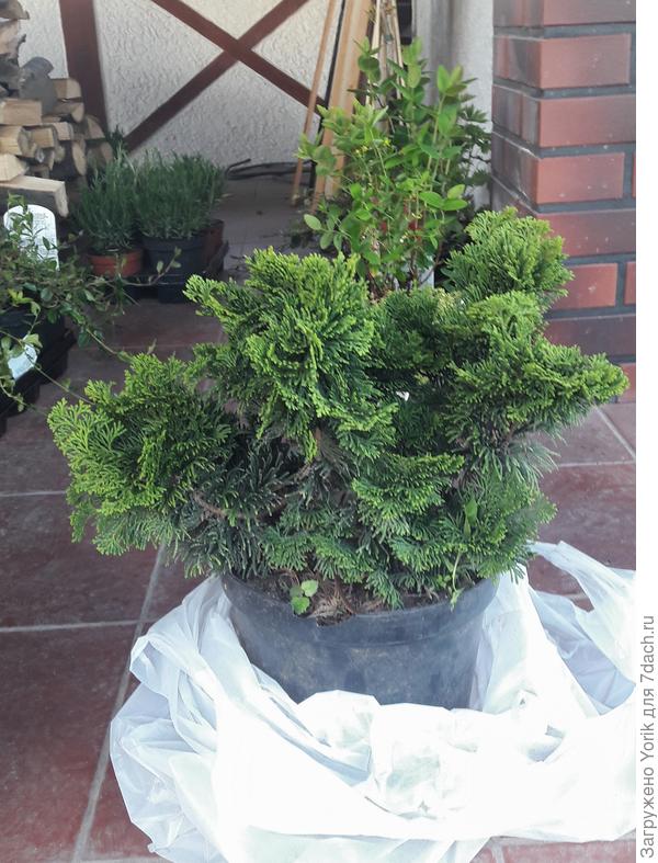 Вот один из новоселов