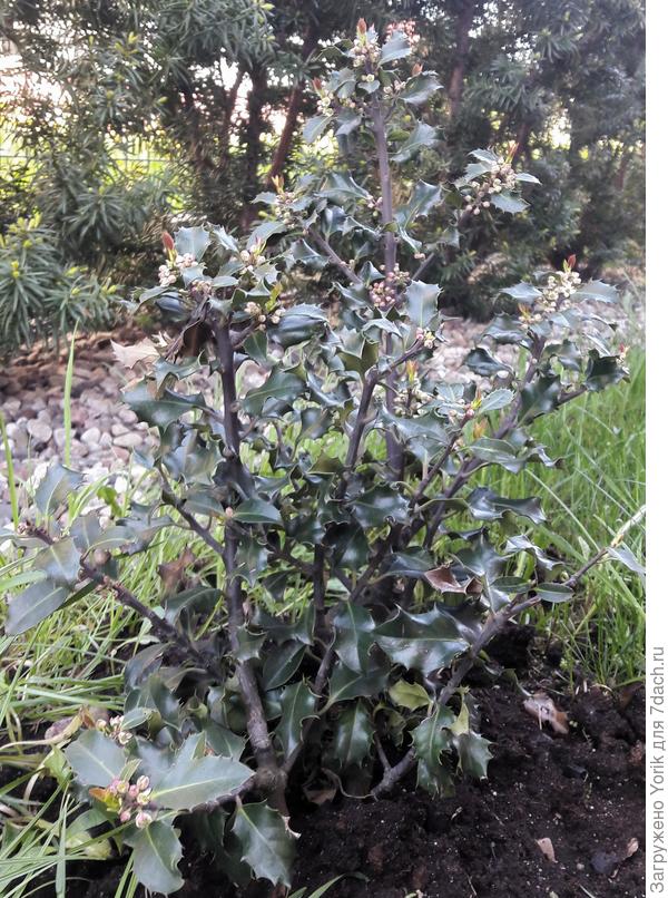 Так цветет падуб