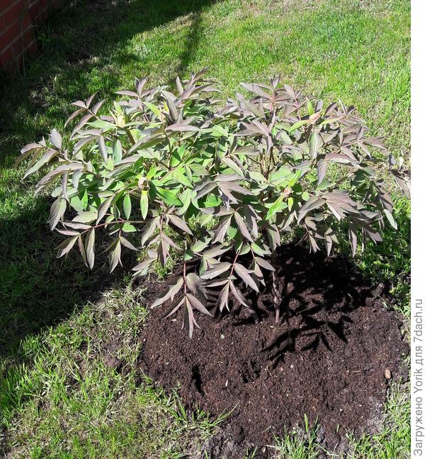 Второй полноценный год. Пять бутонов.