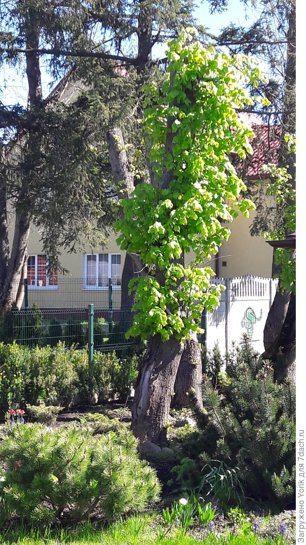 Осенью полностью убрали крону и ветки. Стоял такой, очень высокий пенек