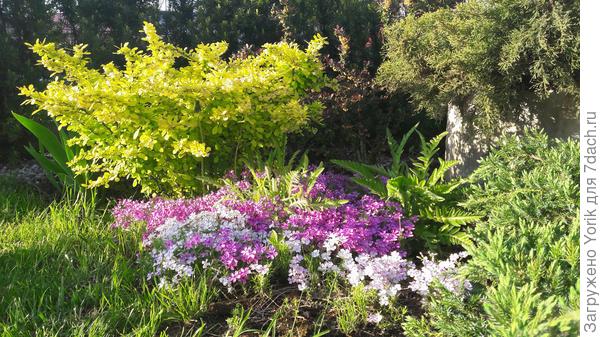 Это не грядка с помидорами