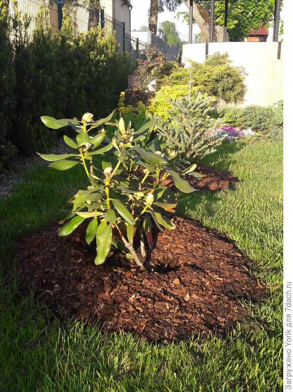 Насяльника  фсе правильнас рододендроном сделан?