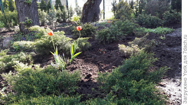 А это укромный хвойный