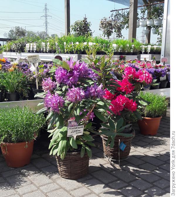 К этой цене на клубную карту идет 25%  от цены