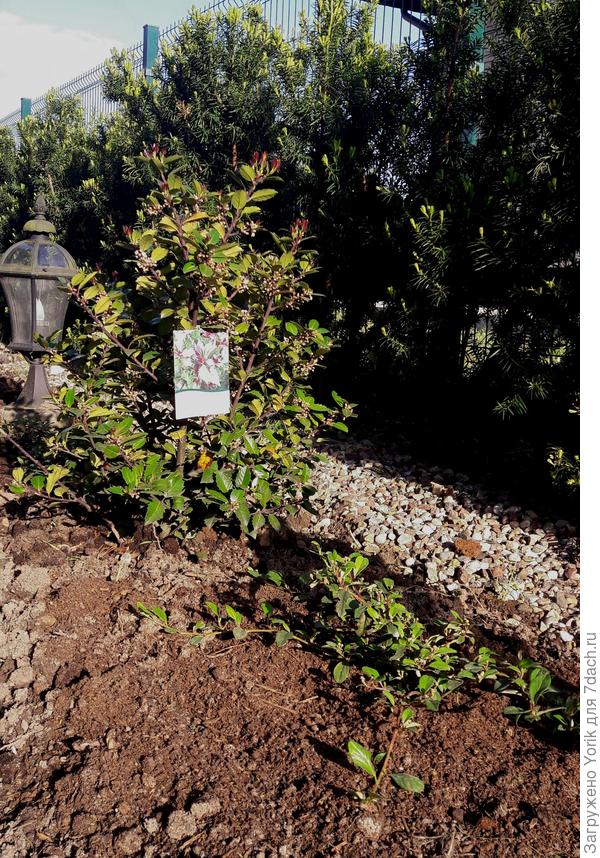 Моя будуюдая &amp;quot;кельтская&amp;quot; аллейка. Почему, кельтская? Не знаю, название красивое :)