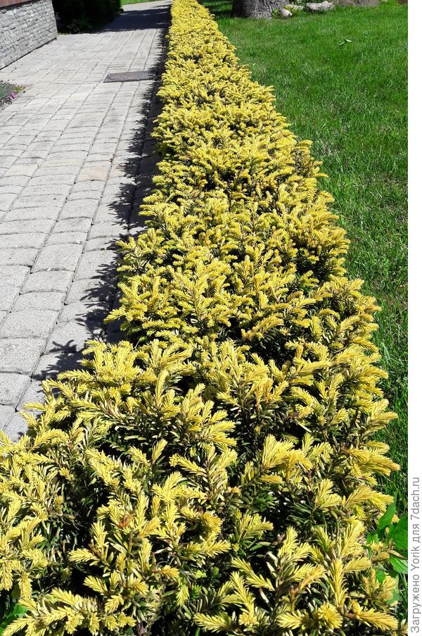 Прочитал, что оказывается, золотистый тис приживается 4-6 лет. После этого он начинает нормально расти. А я думаю, что это с ним этой весной произошло