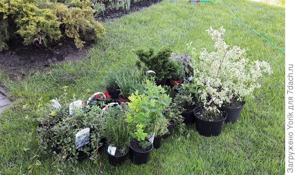 вот так выглядят продающиеся растения