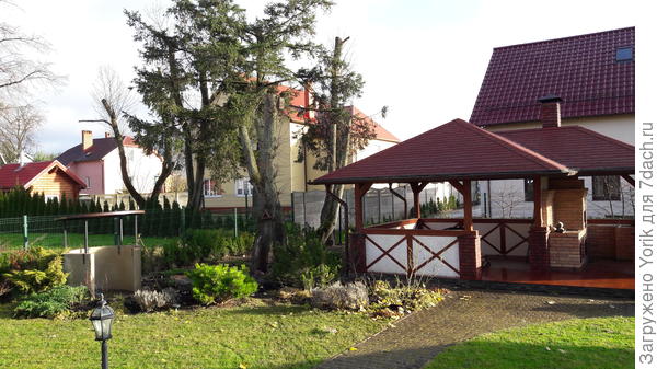 Так выглядело дерево в ноябре после обрезки.