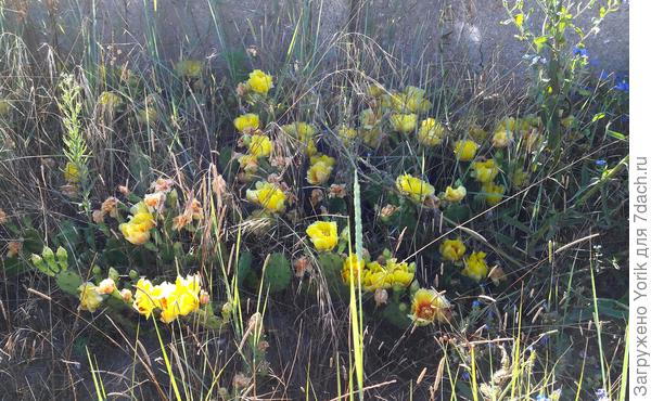 В пятидесяти метрах заросли опунции