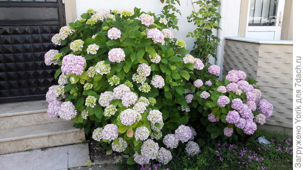 Турция. Солнечная сторона. Почва - голимый песок