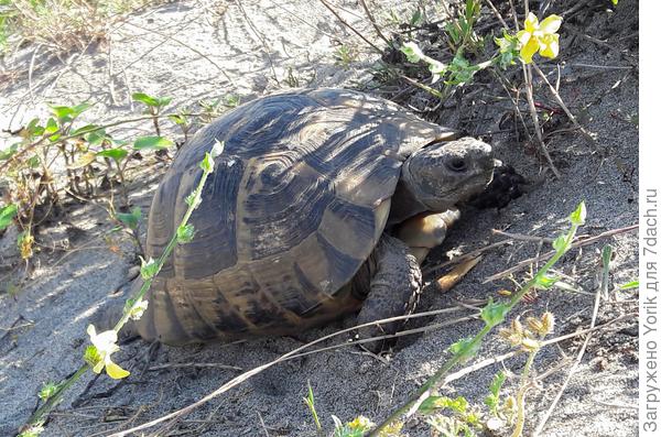 Да еще и черепахи в тенечке отдыхают