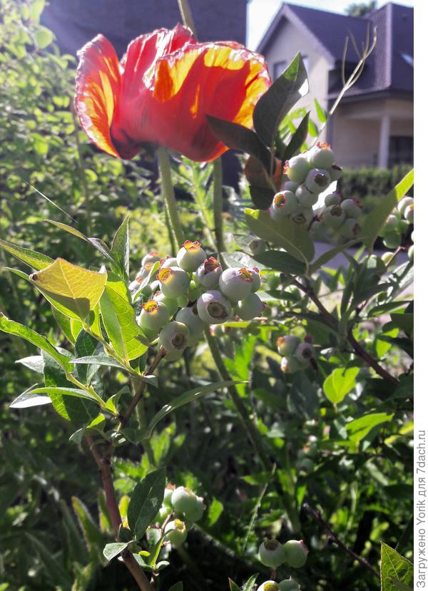 Созревающая голубика и отцветающий мак