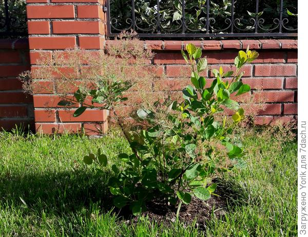 Скумпия  готовится &amp;quot;распушиться&amp;quot;