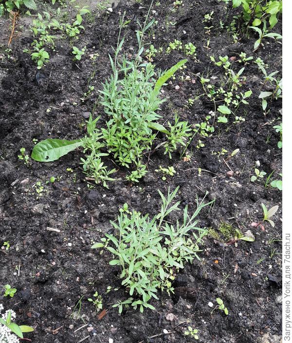 Выбрасывать жалко было, отсадили пока на выселки.