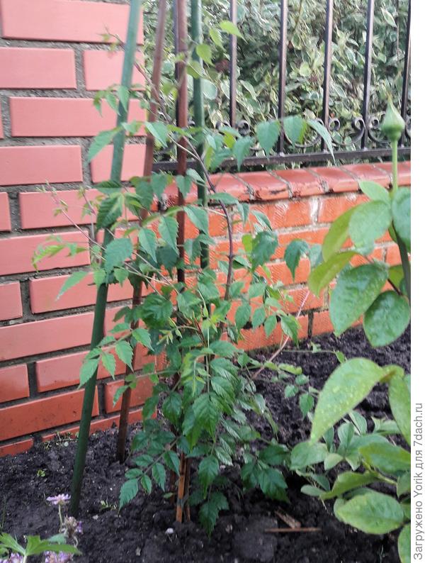 Вот как чувствует себя кампсис, в этом году посажен. Сантиметров десять уже дал прироста