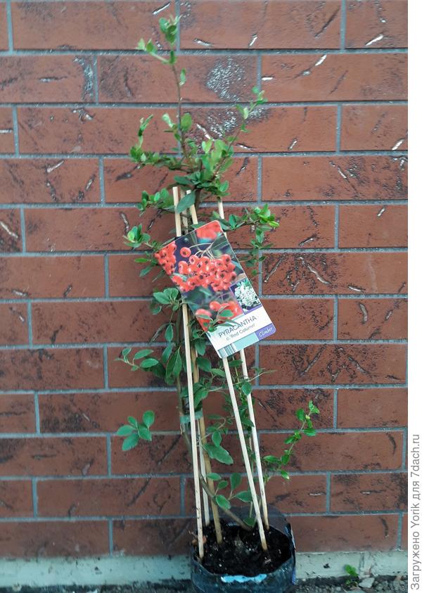 Ждет своег места. Обратите внимание как бережно питомники относятся к своим растениям. И везли его в машине через границу.