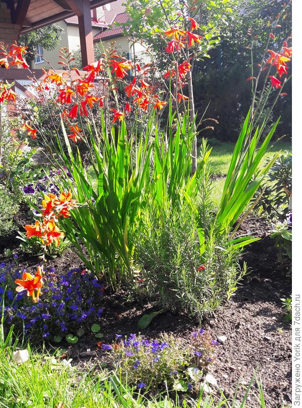 В народе называется японский гладиолус
