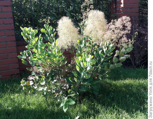 Жаркое лето и полив очень нравятся скумпии