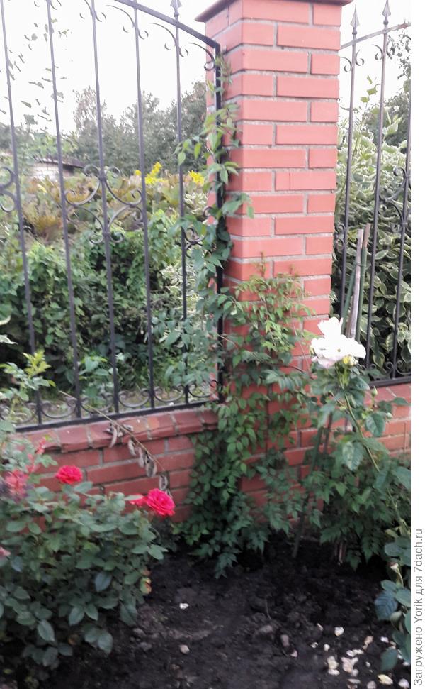 Дал прирост почти на 1,3 метра