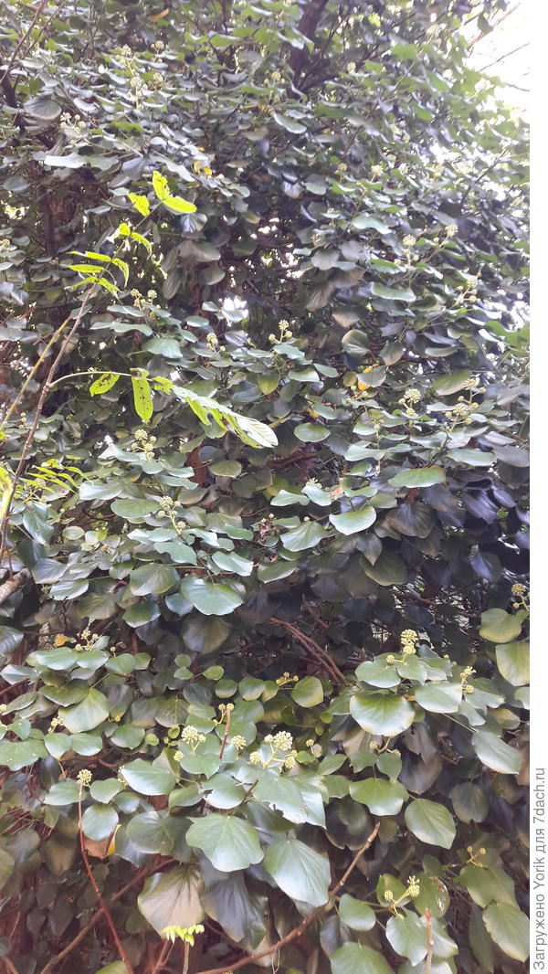 Знаний моих не хватает чтобы назвать эти растения