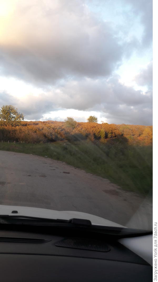 За окном машины бесконечные плантации фундука