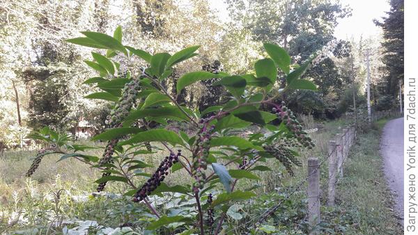 Ещё один незнакомец