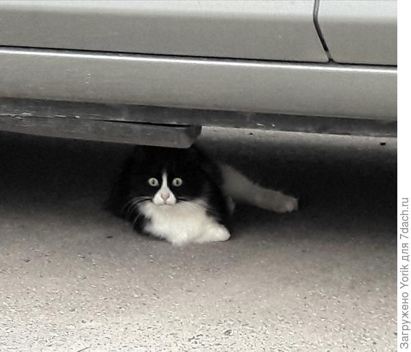 И такая охотница. Я ее прозвал Брунгильда.