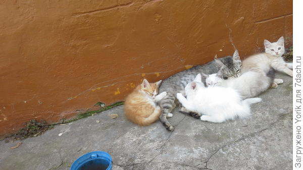 Вот такая заботливая мамаша