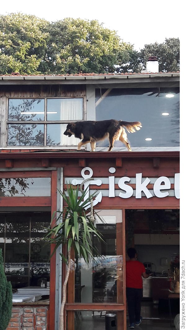 Как он оказался на крыше терассы ресторана - загадка. Но ему хорошо