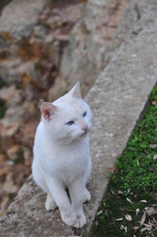 Не думаю,  что он на диете