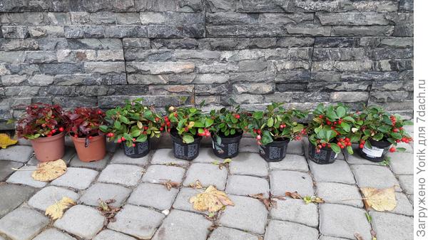 Новый десант, к посадке готов