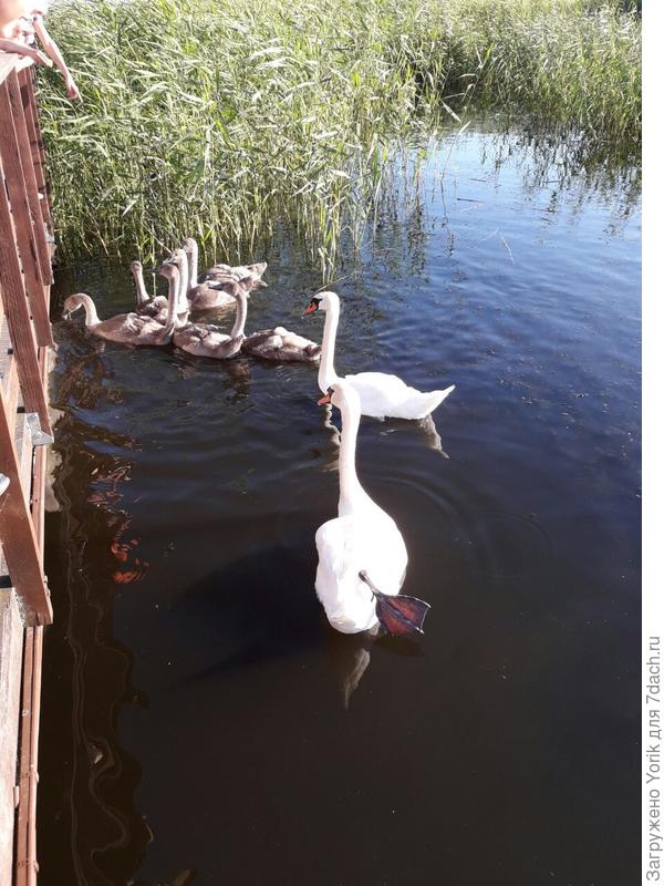 А еще бывает так https://7dach.ru/Yorik/utrennie-gosti-74963.html