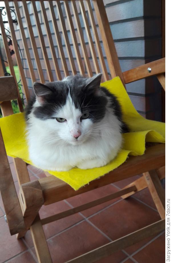 Его зову Пуша. Сидим на терассе и медитируем. Я с кофе,  он после еды.