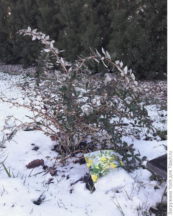 Барбарис Фрикарта